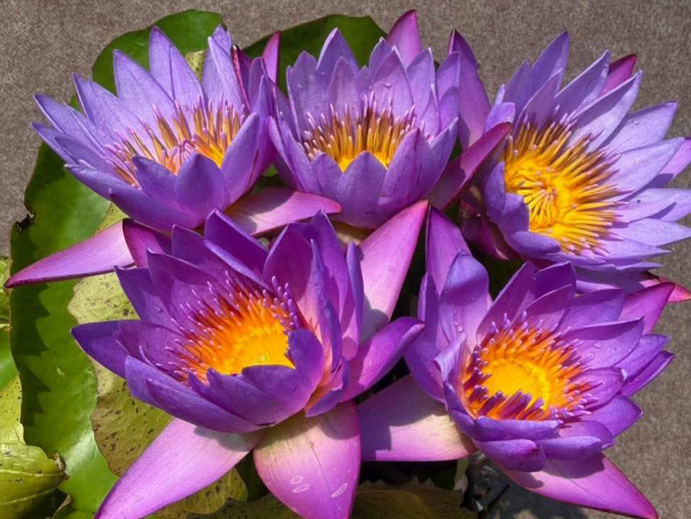 national flower of sri lanka blue water lily Aquatic Arts King of Siam Water Lily (Nymphaea) – Blue Tropical Pond L