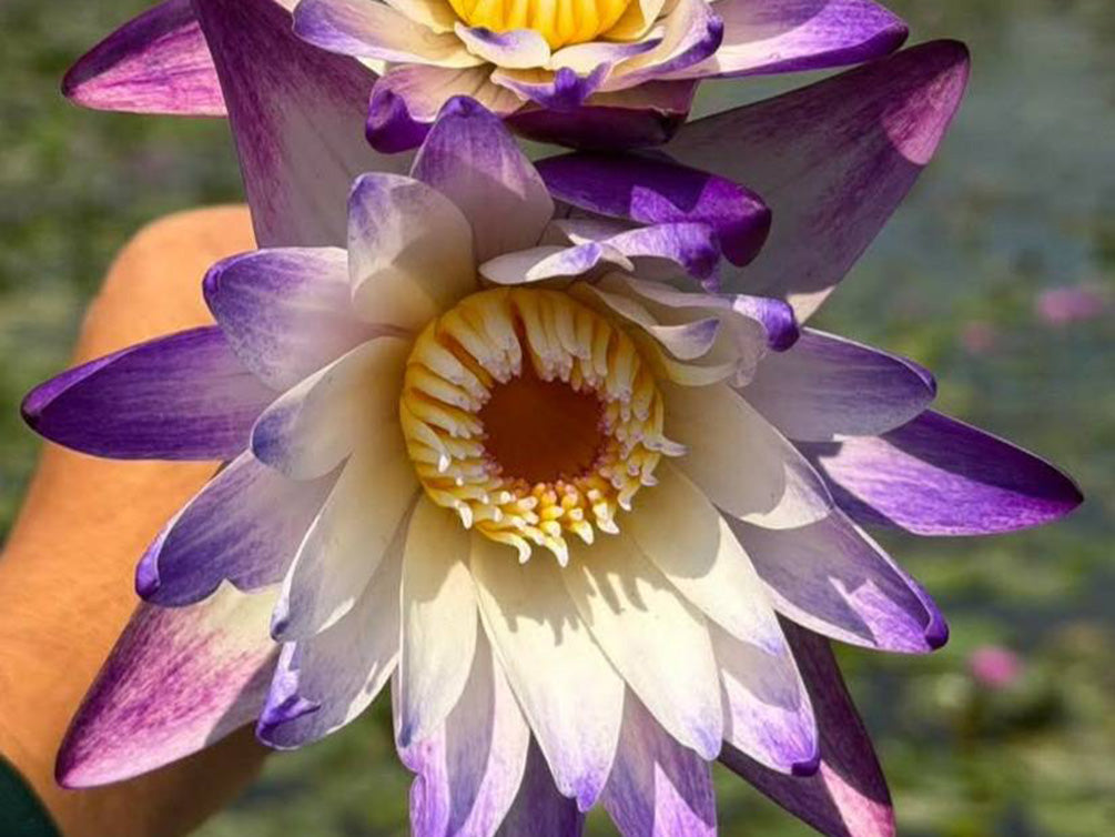 purple water lily flower pictures Aquatic Arts Purple Joy Water Lily (Nymphaea 'Purple Joy') – Purple Po