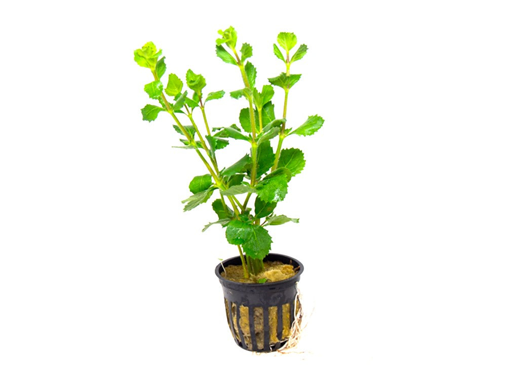 Water Wisteria Live Aquarium Plants - 5-7 Freshwater Aquatic Plant Stems For Fish Tanks