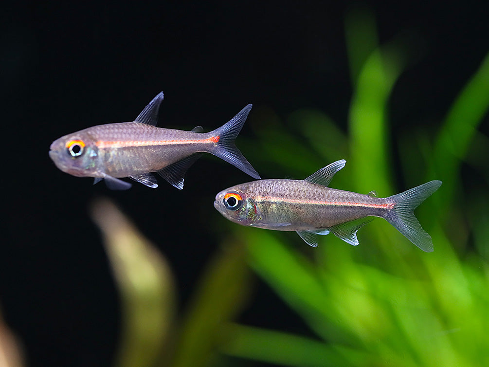 Watermelon Tetra (Hyphessobrycon sp. “Coerulean”) – Brazil