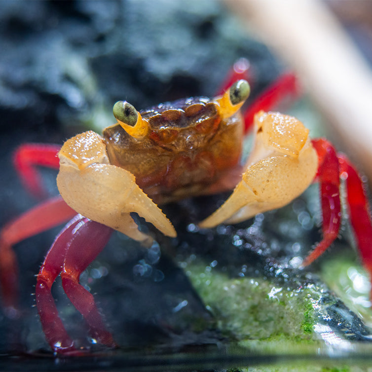 White Mandarin Vampire Crab (Geosesarma pontianak) - Aquatic Arts