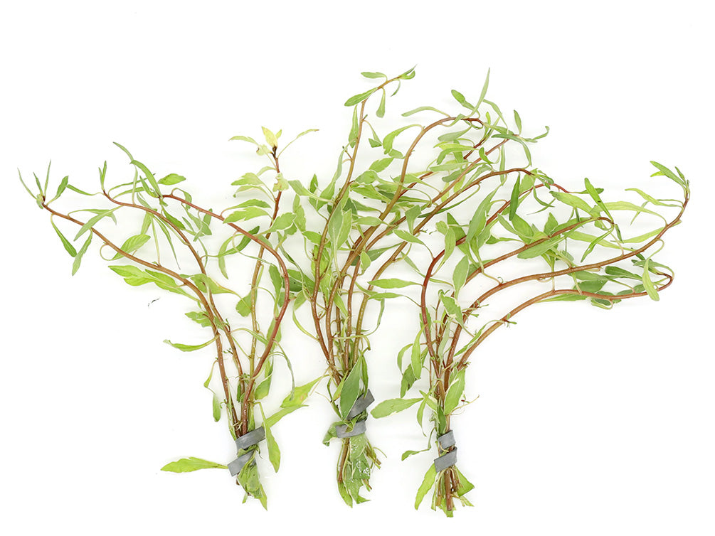 White Ludwigia (Ludwigia inclinata var. 'White') - Bunch