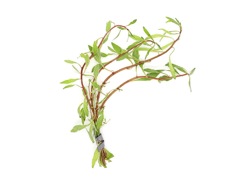 White Ludwigia (Ludwigia inclinata var. 'White') - Bunch