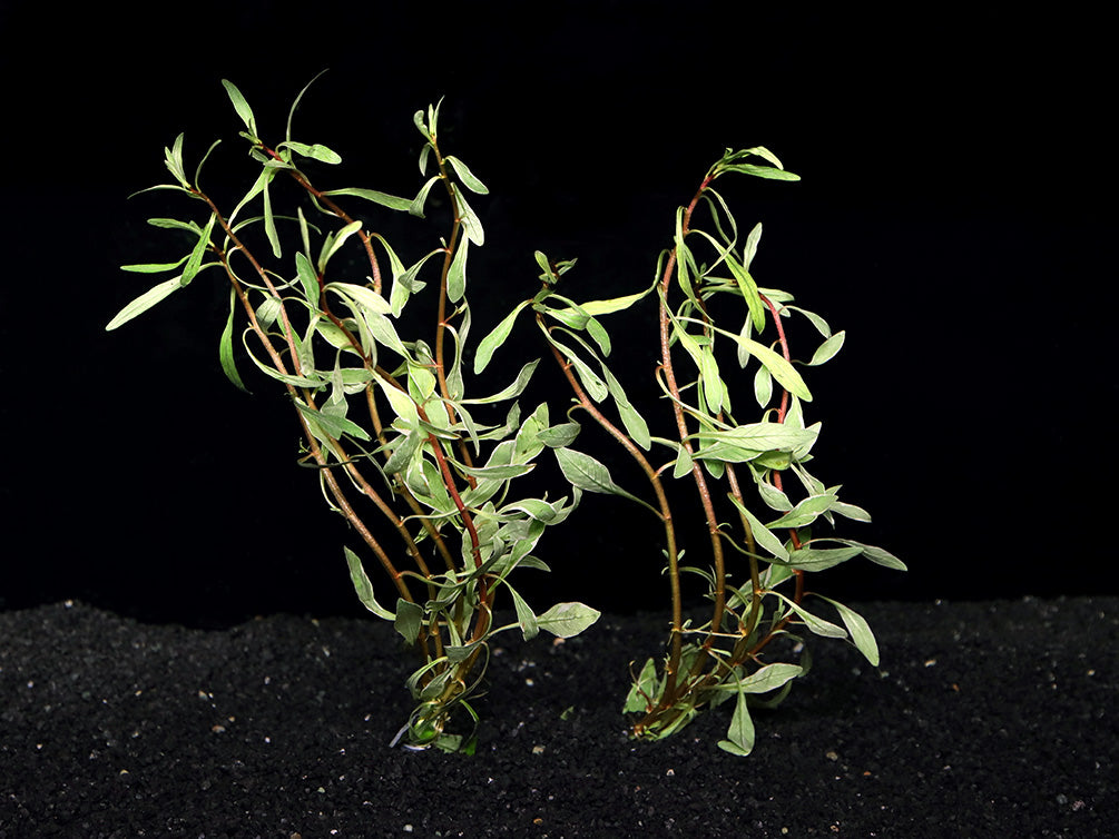 White Ludwigia (Ludwigia inclinata var. 'White') - Bunch