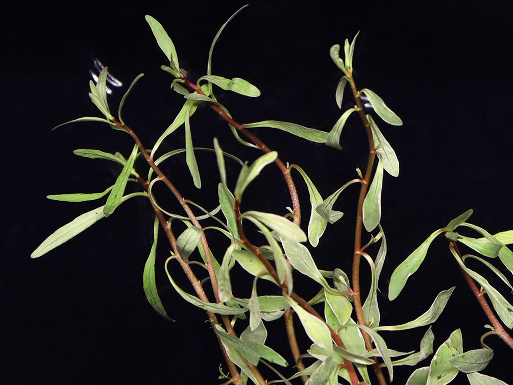 White Ludwigia (Ludwigia inclinata var. 'White') - Bunch