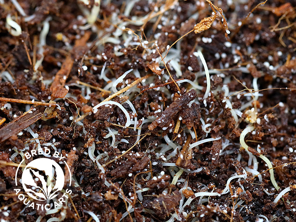 White Worm Starter Culture – Live Food