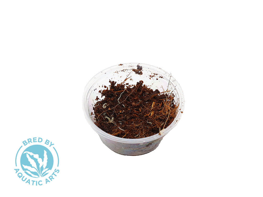 White Worm Starter Culture – Live Food