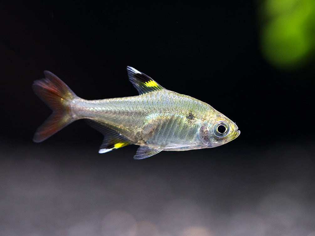 その他 TETRA X-Ray Fork Tail Tetra (Pristella maxillaris 'fork tail') - Tank