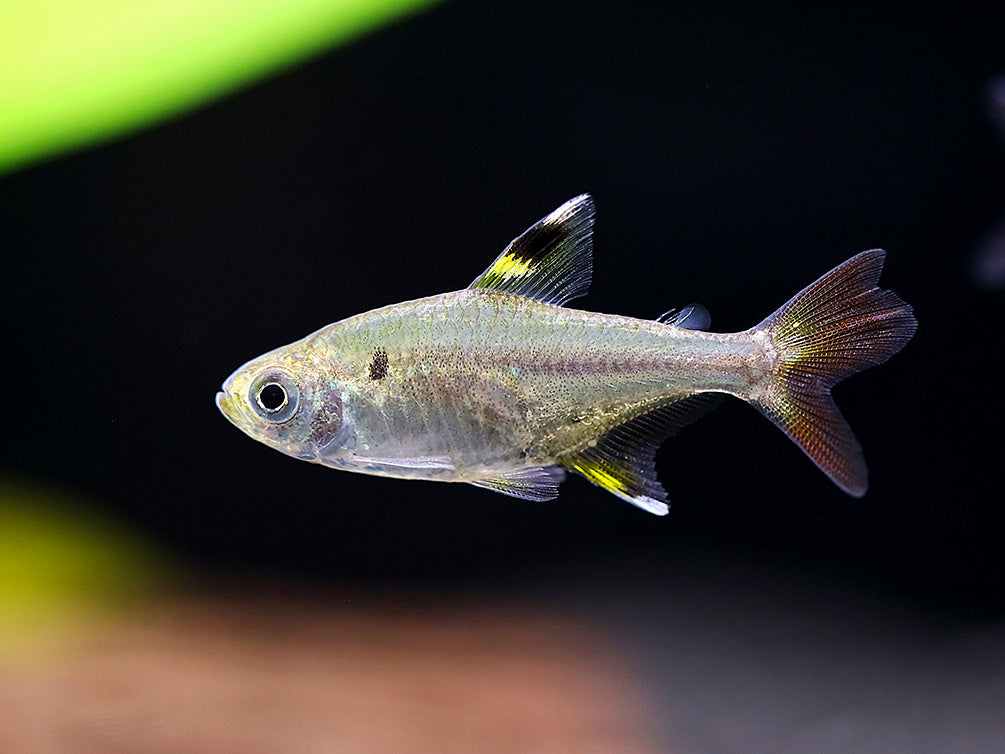 X-Ray Fork Tail Tetra (Pristella maxillaris 'fork tail') - Tank Bred