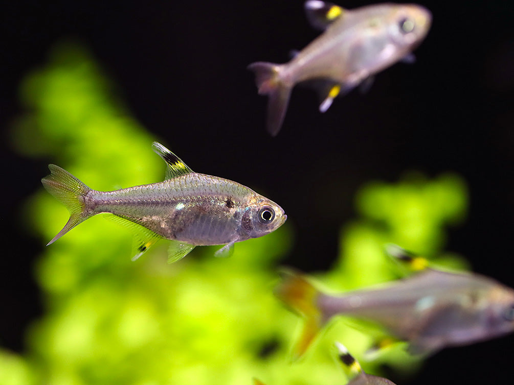 X-Ray Fork Tail Tetra (Pristella maxillaris 'fork tail') - Tank Bred