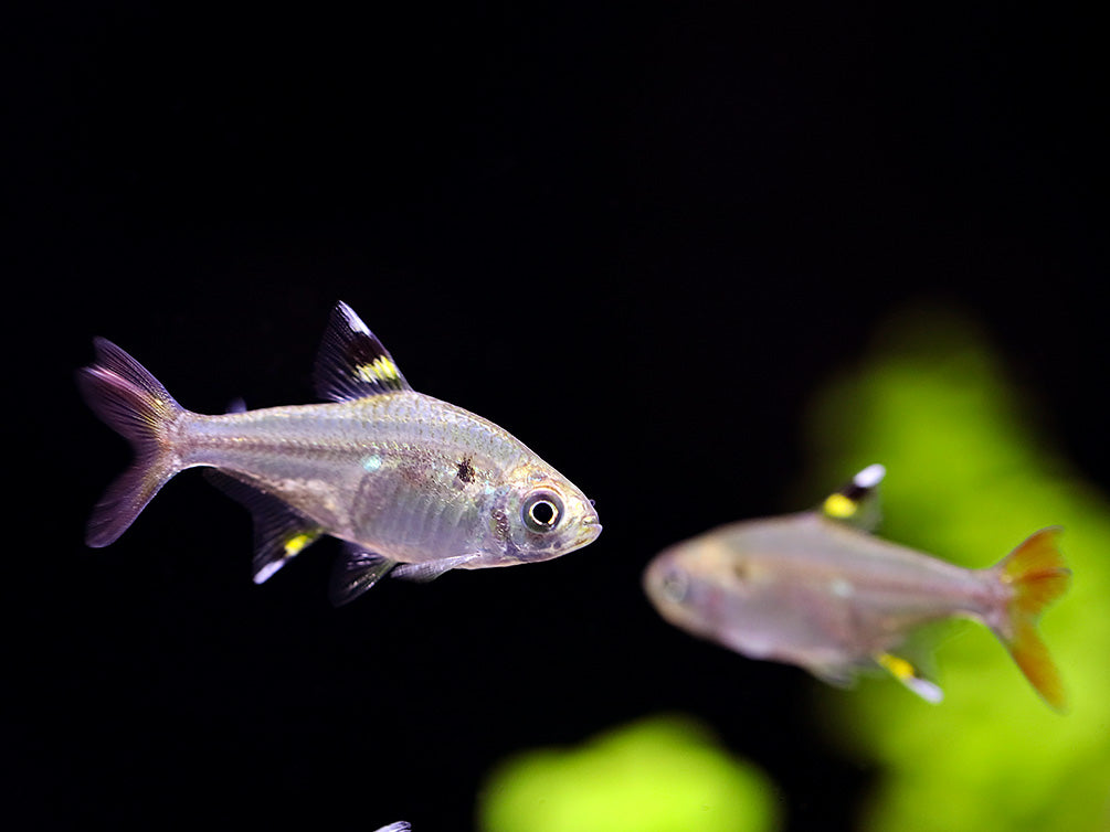 X-Ray Fork Tail Tetra (Pristella maxillaris 'fork tail') - Tank Bred