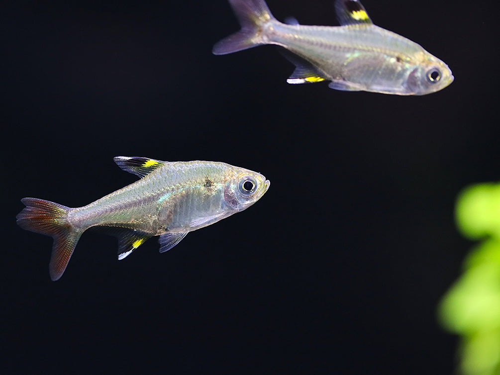 X-Ray Fork Tail Tetra (Pristella maxillaris 'fork tail') - Tank Bred