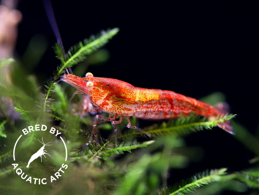 Yellow Eye (YE) Red Cherry Shrimp Bred by Aquatic Arts Yellow Eye (YE) Red Cherry Shrimp Bred by Aquatic Arts