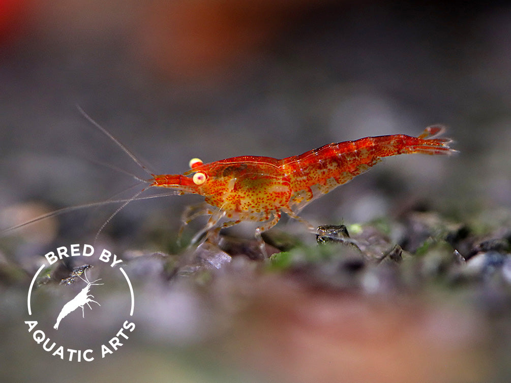 Yellow Eye (YE) Red Cherry Shrimp – Bred by Aquatic Arts