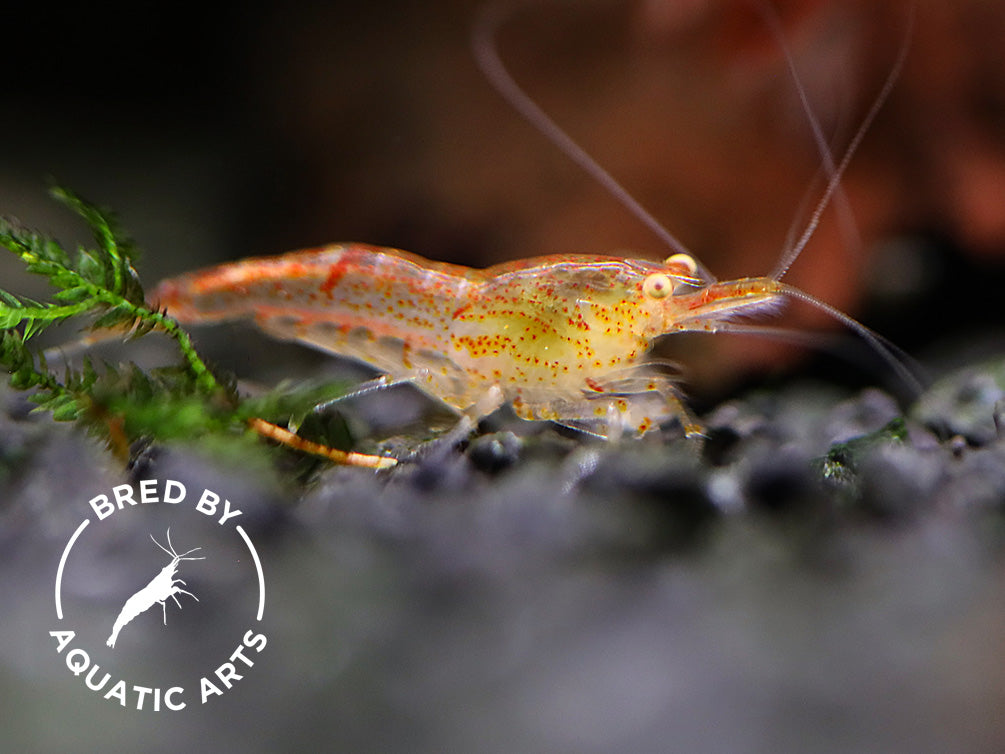 Yellow Eye (YE) Red Cherry Shrimp – Bred by Aquatic Arts