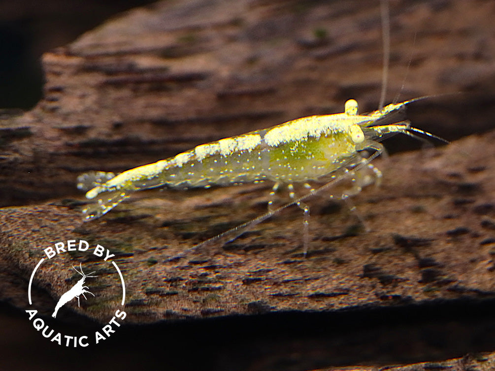 Yellow Eye (YE) Yellow Cherry Shrimp – Bred by Aquatic Arts