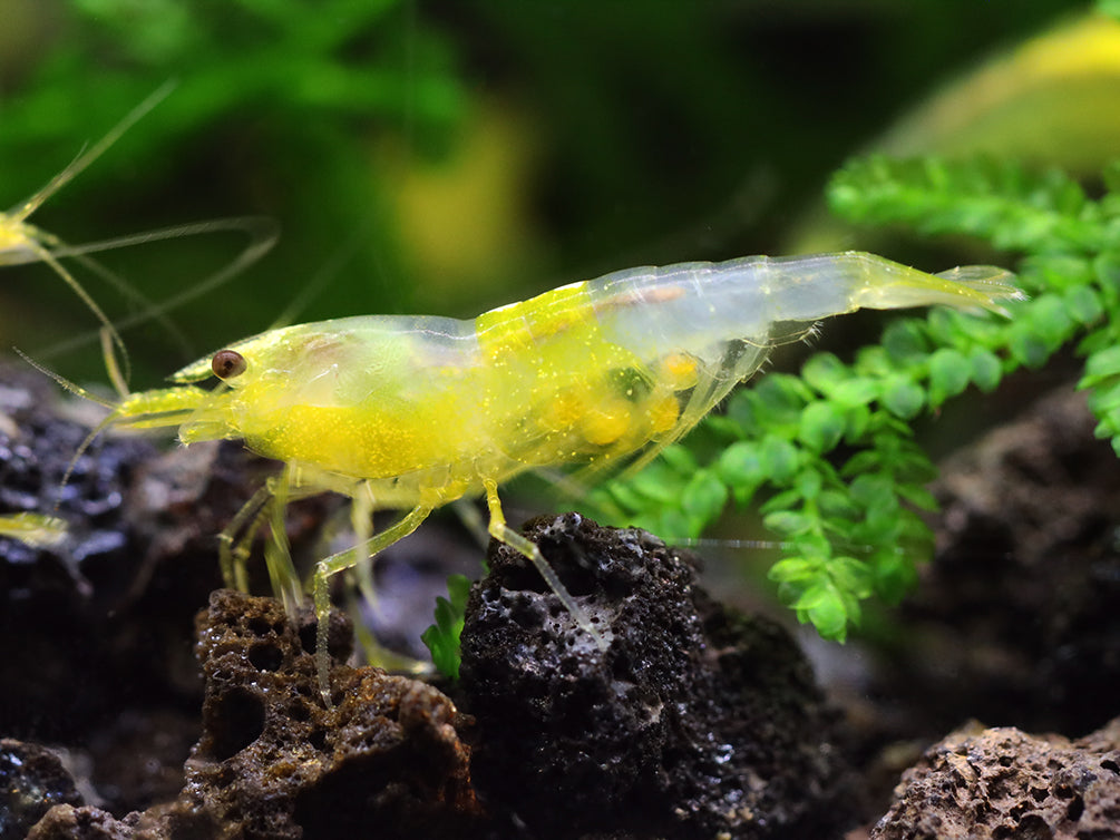 Yellow Cherry Shrimp (Neocaridina davidi) - Bred by Aquatic Arts