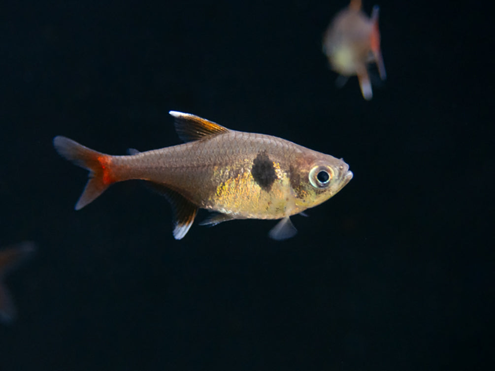 Yellow Phantom Tetra (Hyphessobrycon roseus) - Tank Bred