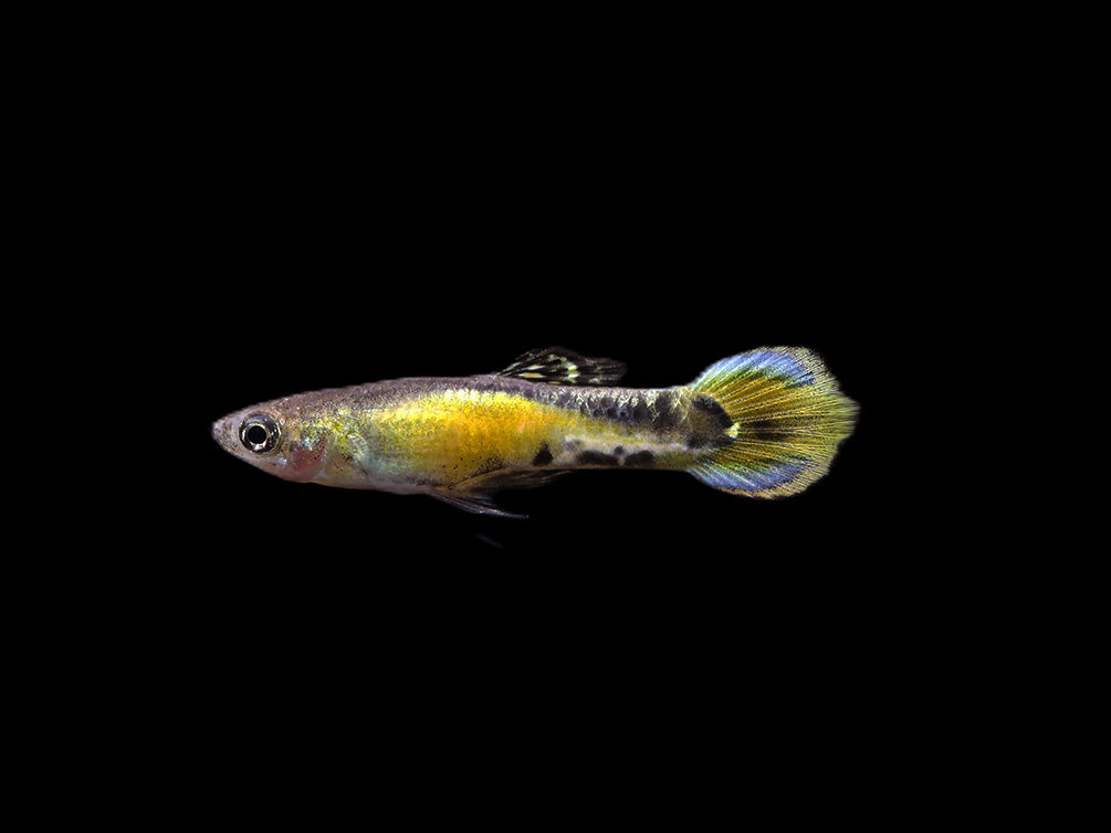 Yellow Tiger Endlers Guppy (Poecilia wingei) Tank Bred