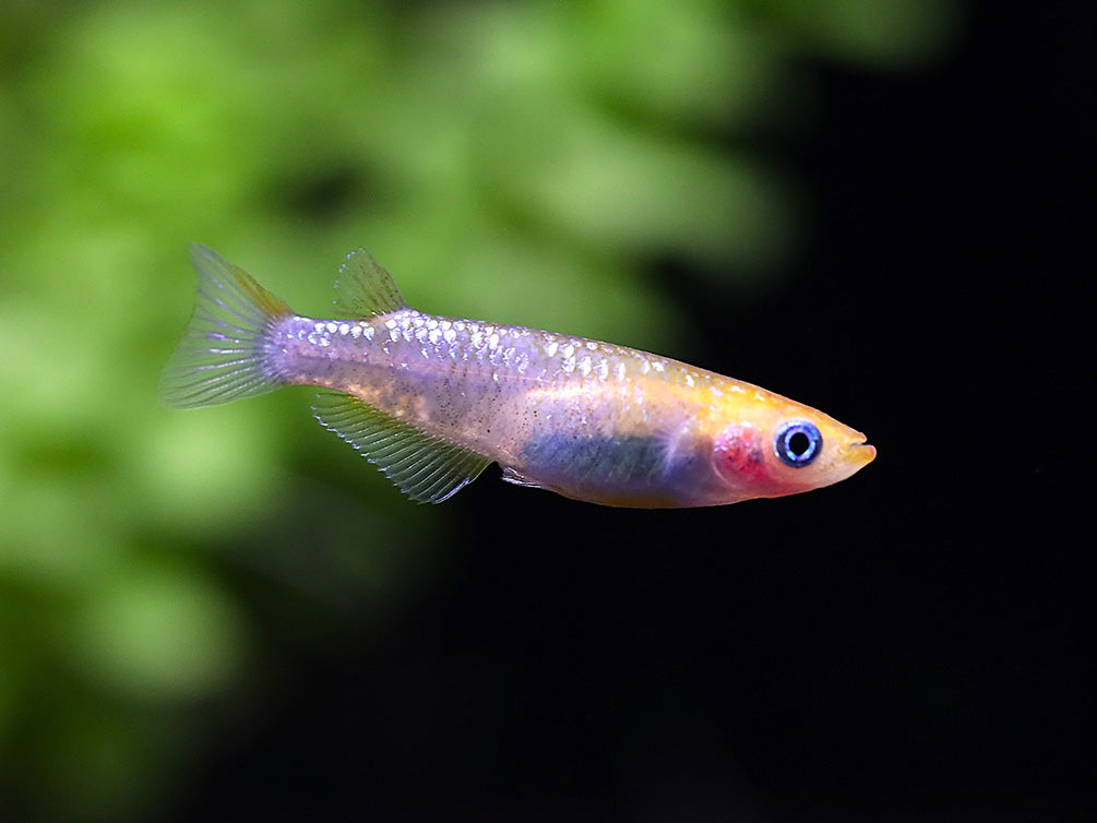 Yurishisu Medaka Ricefish (Oryzias latipes 'Yurishisu') – Tank Bred
