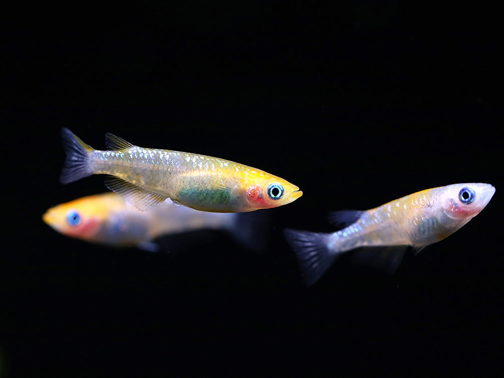 Yurishisu Medaka Ricefish (Oryzias latipes 'Yurishisu') – Tank Bred