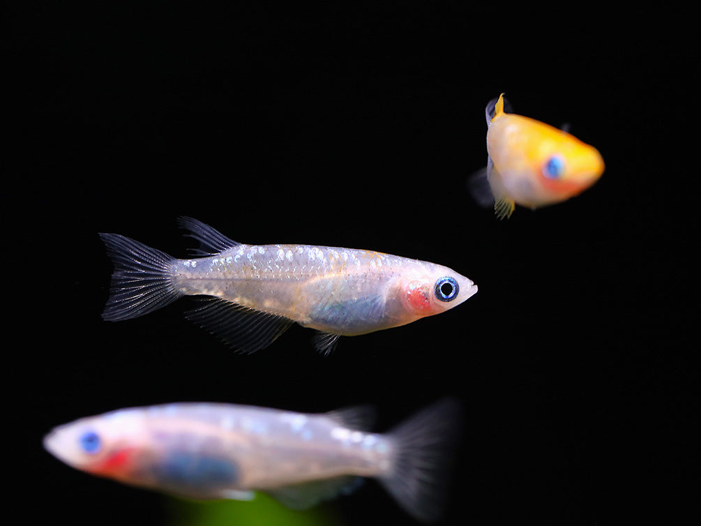 Yurishisu Medaka Ricefish (Oryzias latipes 'Yurishisu') – Tank Bred