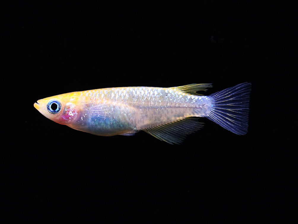 Yurishisu Medaka Ricefish (Oryzias latipes 'Yurishisu') – Tank Bred
