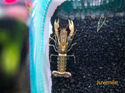 Zebra Crayfish (Cherax peknyi)