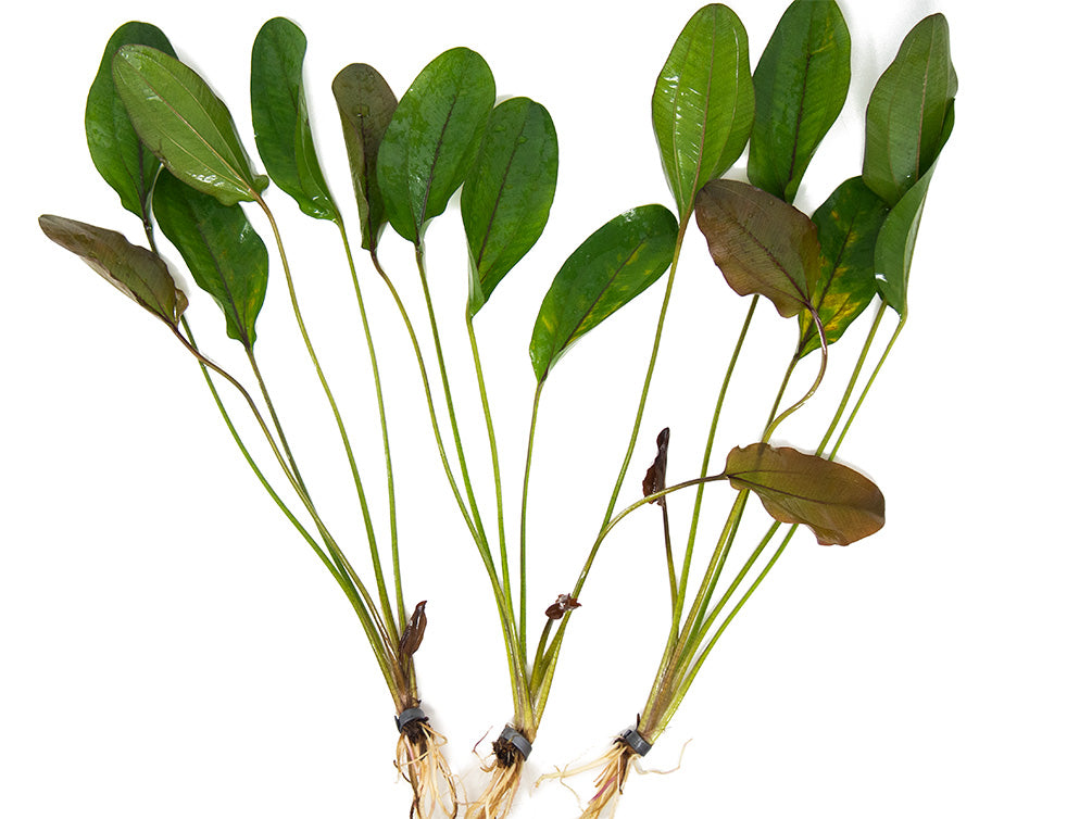 Assorted Sword Plants (Echinodorus sp.) – Bunched or Potted