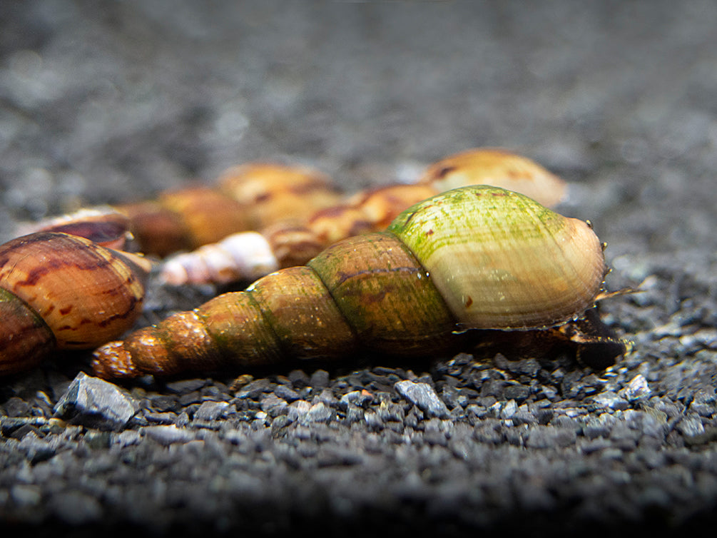 Black AKA Mahogany Trumpet Snail (Melanoides maculata)