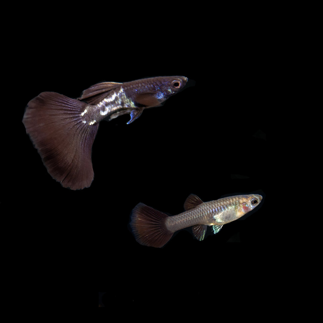 Black Metal Snakeskin Guppy (Poecilia reticulata), Locally-Bred