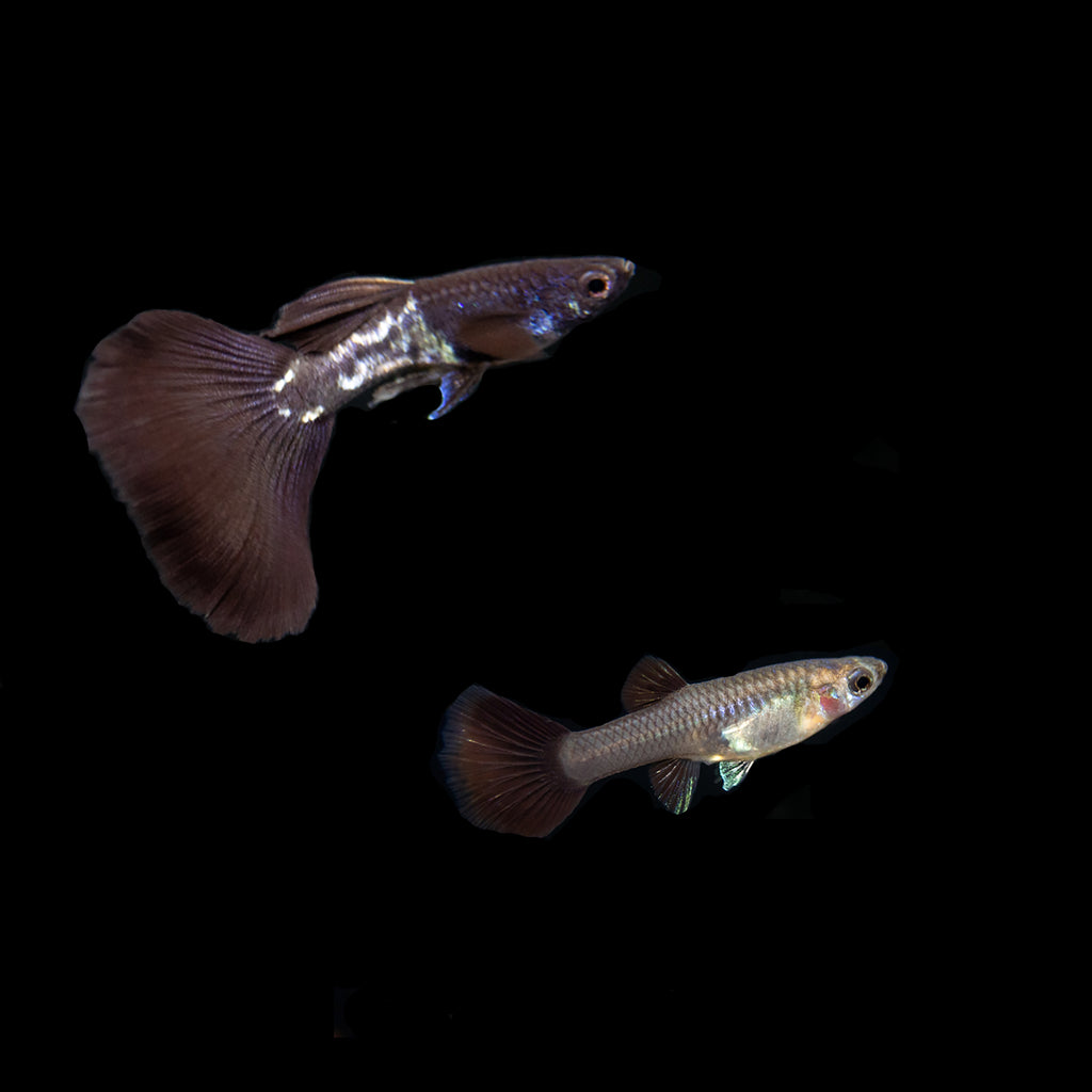 Black Metal Snakeskin Guppy (Poecilia reticulata), Locally-Bred