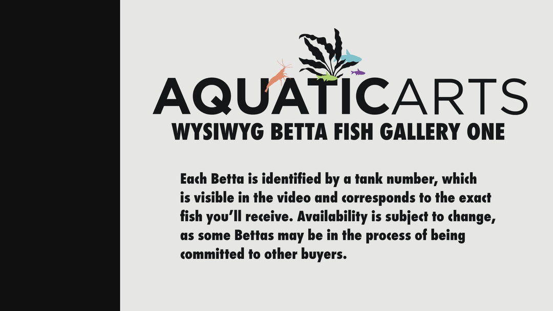Premium Select Betta Fish (Betta splendens) - WYSIWYG Gallery 1