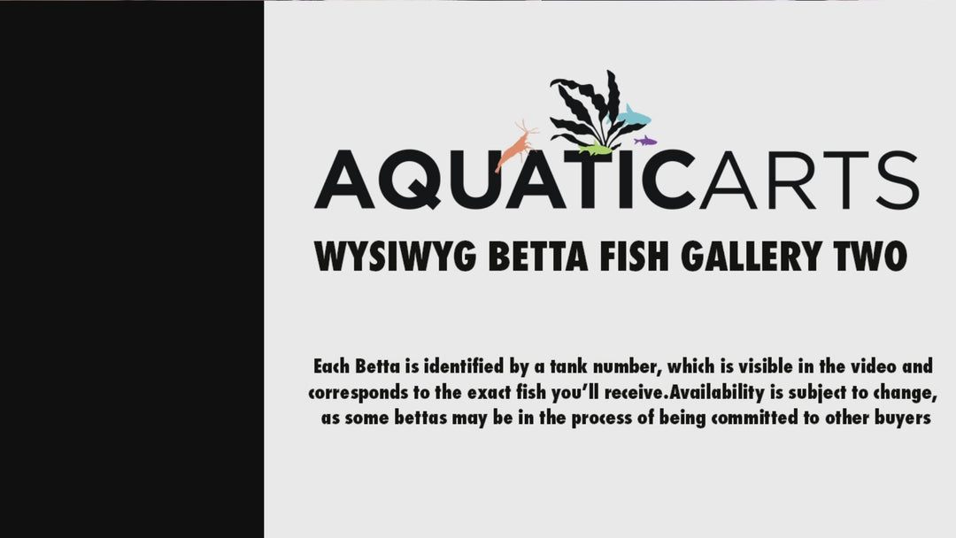 Premium Select Betta Fish (Betta splendens) - WYSIWYG Gallery 2