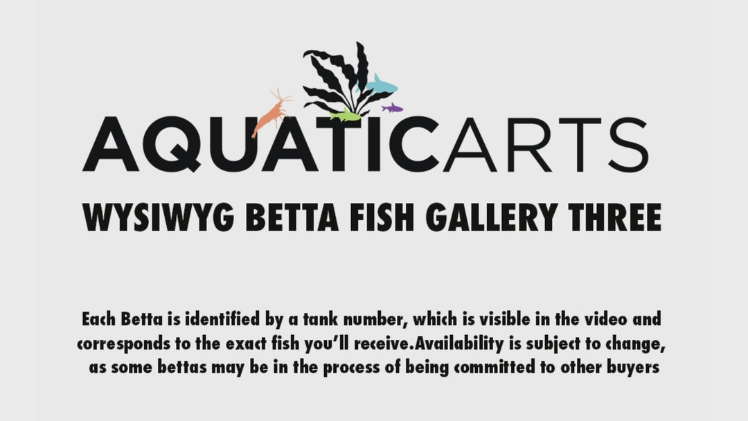 Premium Select Betta Fish (Betta splendens) - WYSIWYG Gallery 3
