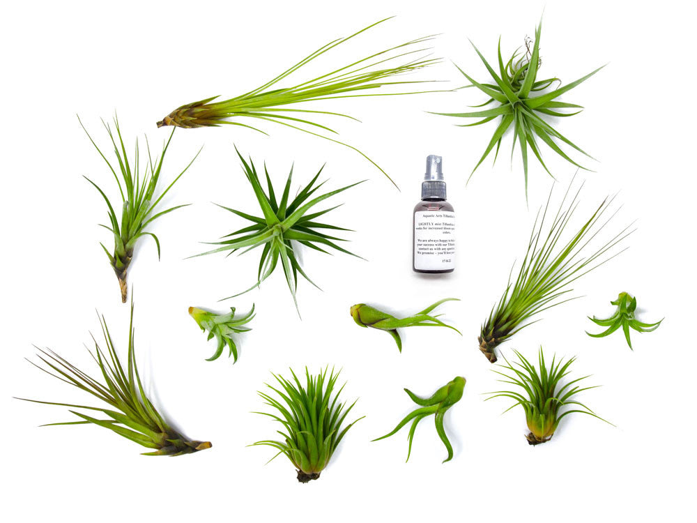 Air Plant Variety Pack