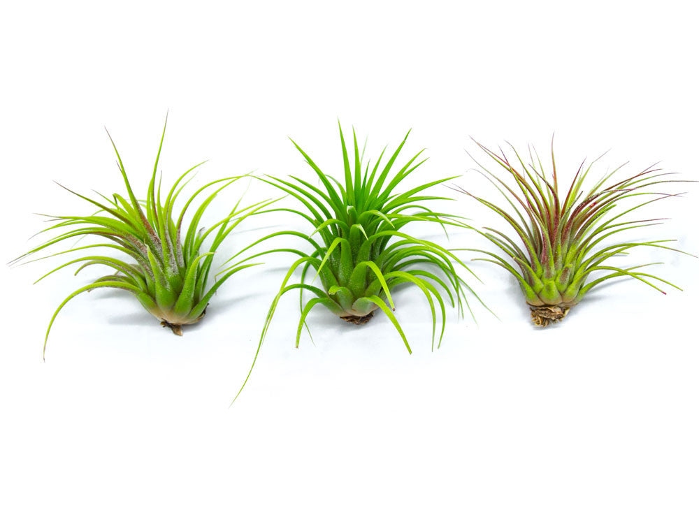 air plant tillandsia ionantha Giant Ionantha Tillandsia Air Plants
