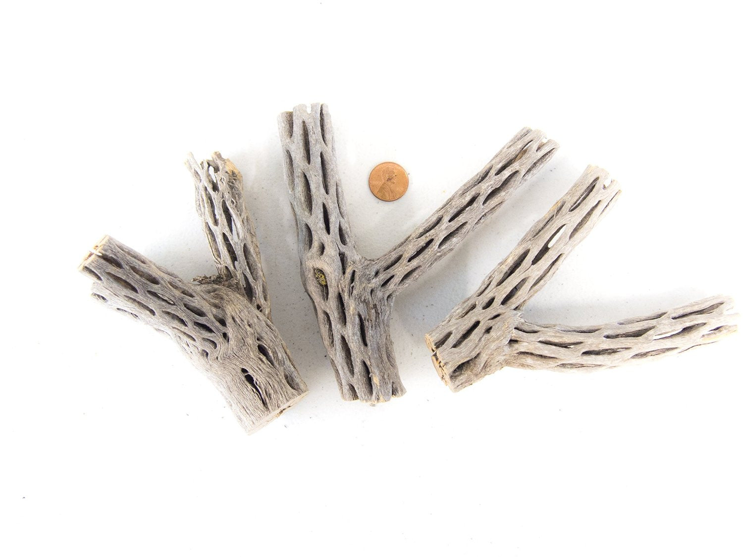 branched cholla wood