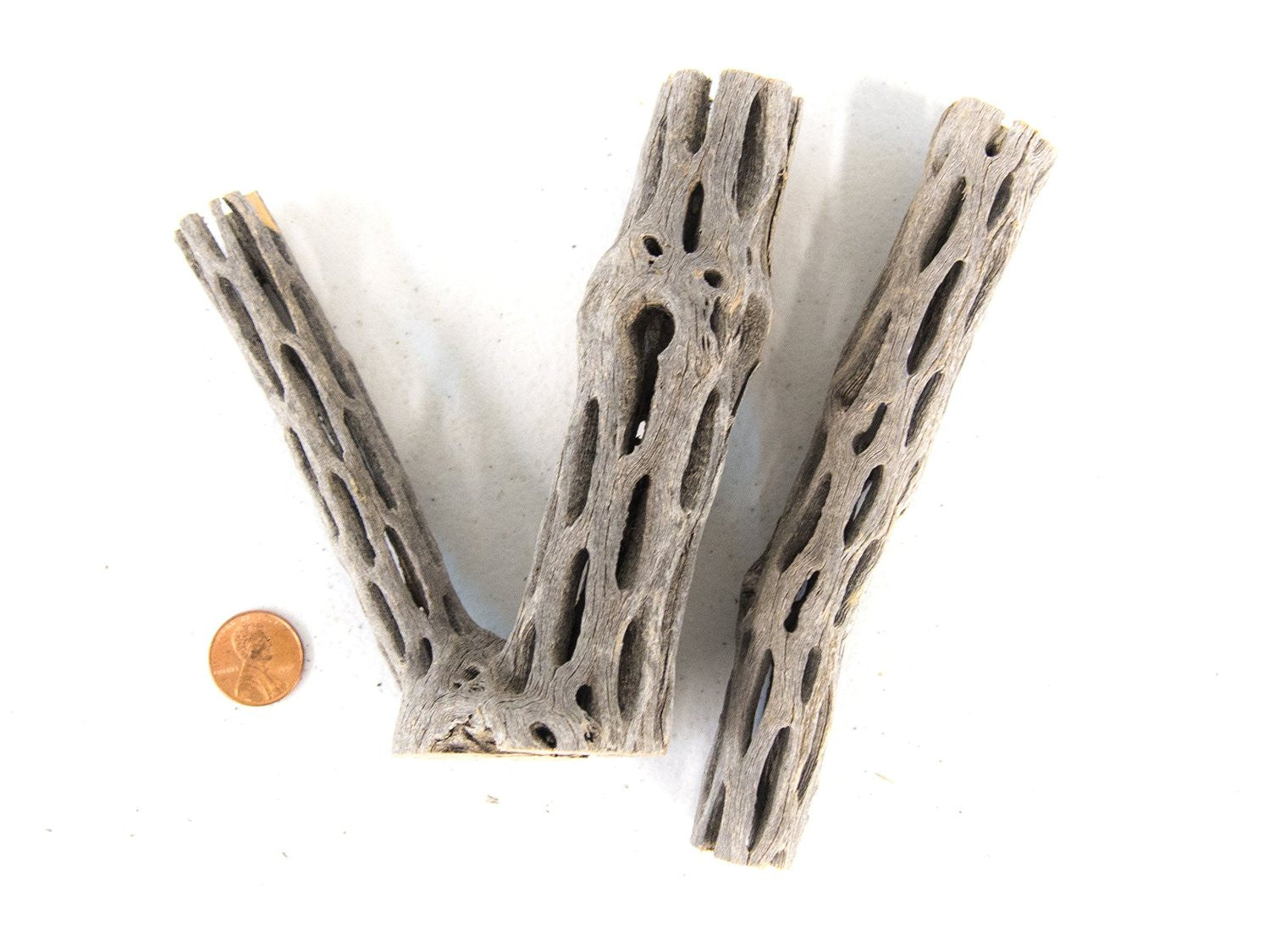 cholla wood benefits