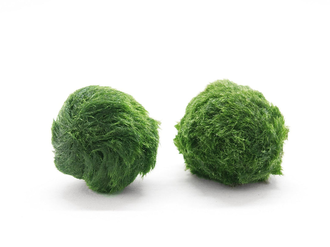 Nano Marimo Balls (0.5-1 inch)