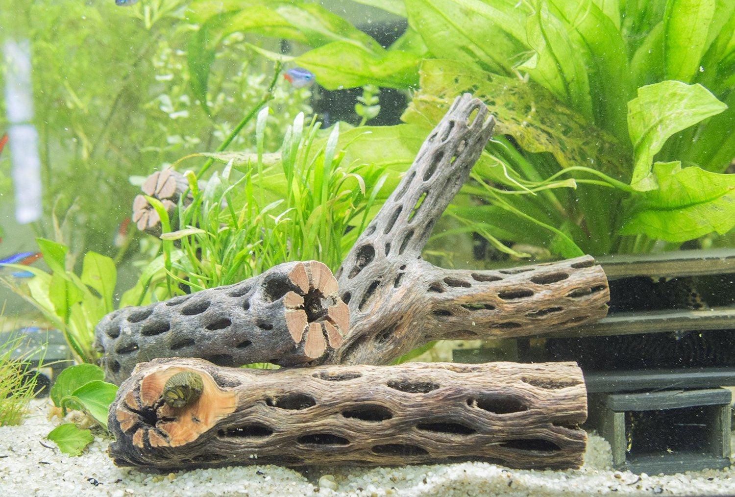 cholla wood for sale today