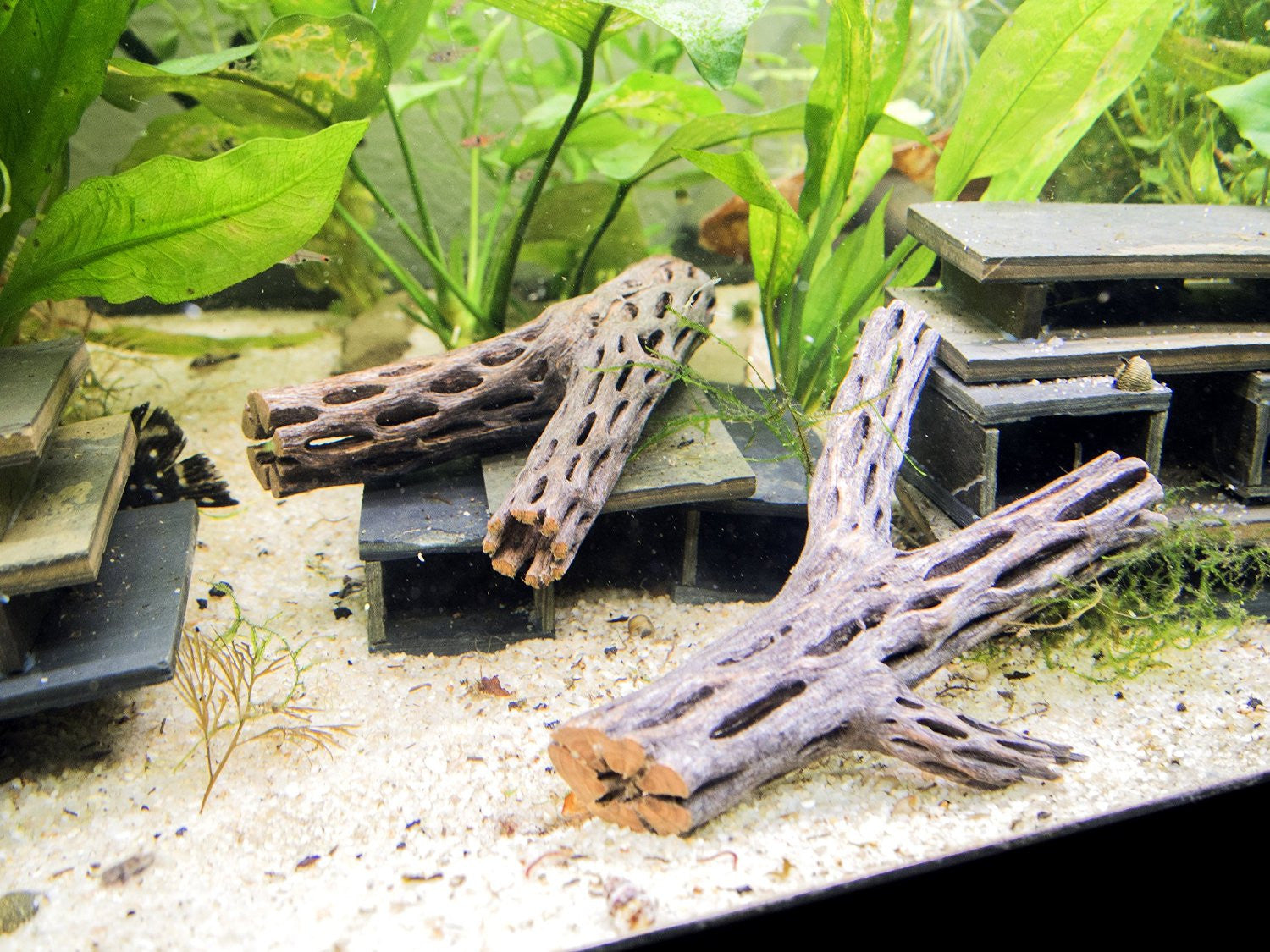 aquatic arts cholla wood for sale