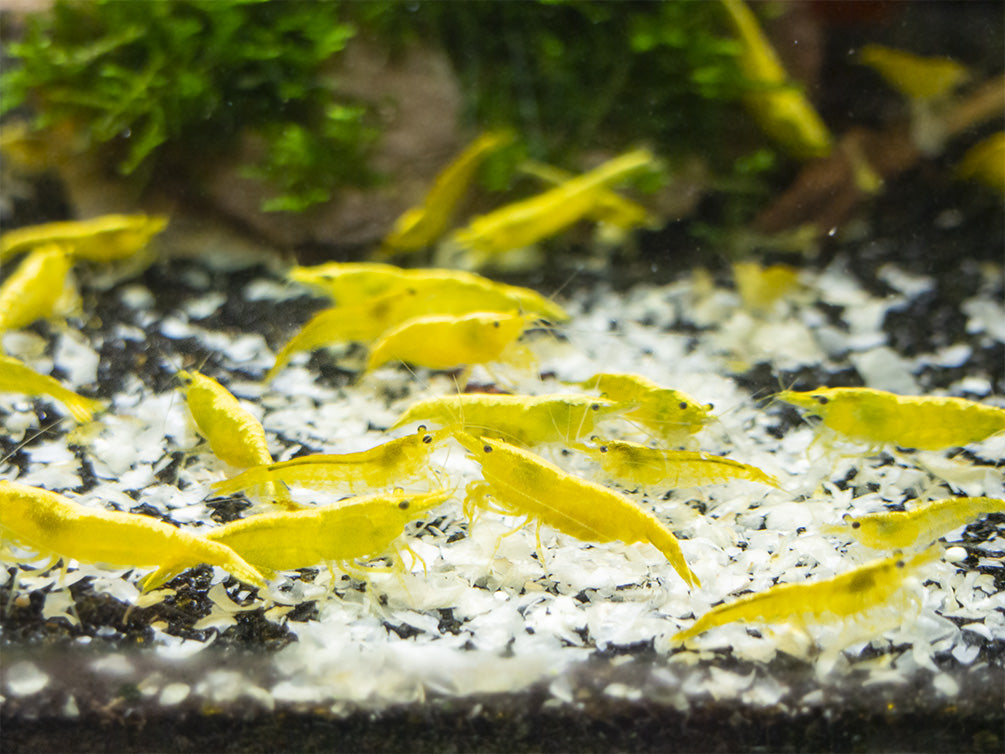 Golden Back Yellow Shrimp Breeder Combo Box