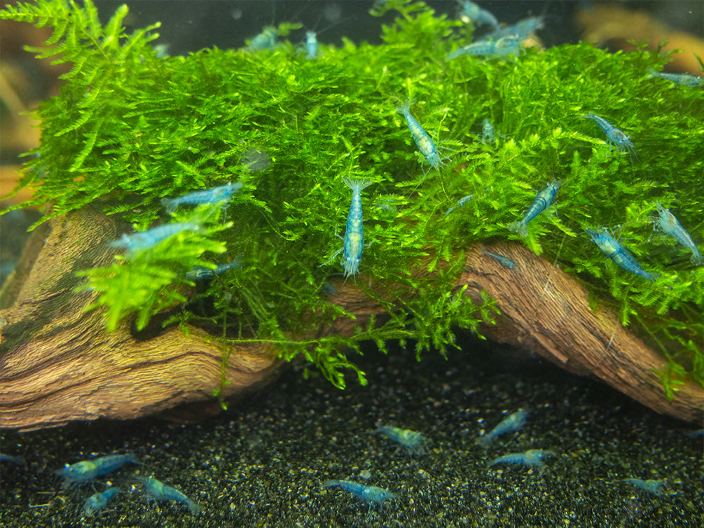Sky Blue Velvet Shrimp Breeder Combo Box