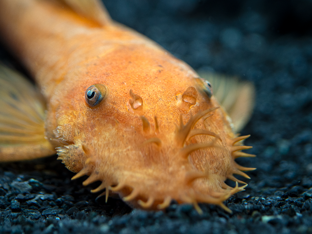レア　Anne spore celect from pleco Hemiancistrus sp. L128 - Information | Fauna Tropica