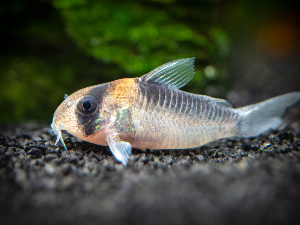 Adolfo's AKA Orange Burst Cory Catfish (Corydoras adolfoi), TANK-BRED!!!