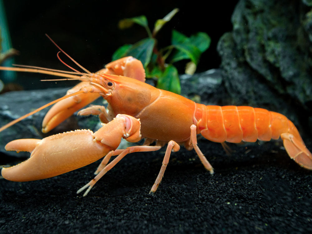 Apricot Crayfish (Cherax holthuisi var. “Apricot”), Tank-Bred!