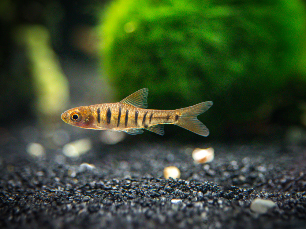 African Banded Barb Barbus fasciolatus Tank Bred Aquatic Arts