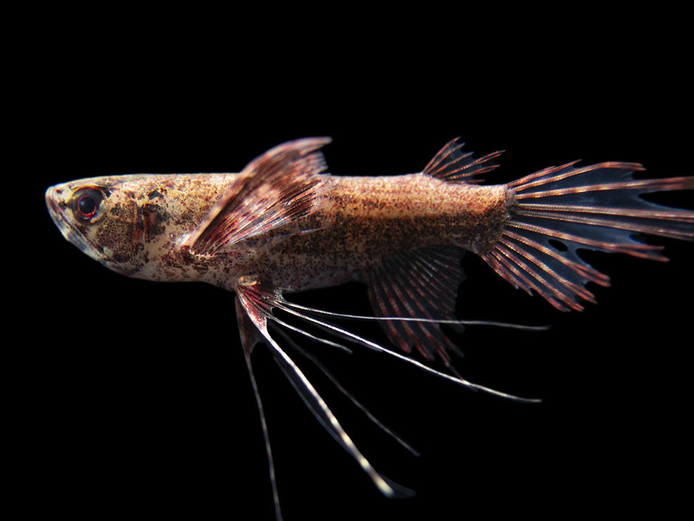 African Butterflyfish