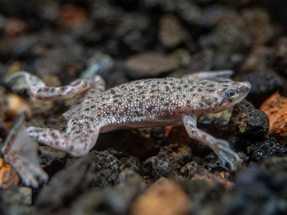 Dwarf African Frog (Hymenochirus curtipes), Tank-Bred Aquatic Arts